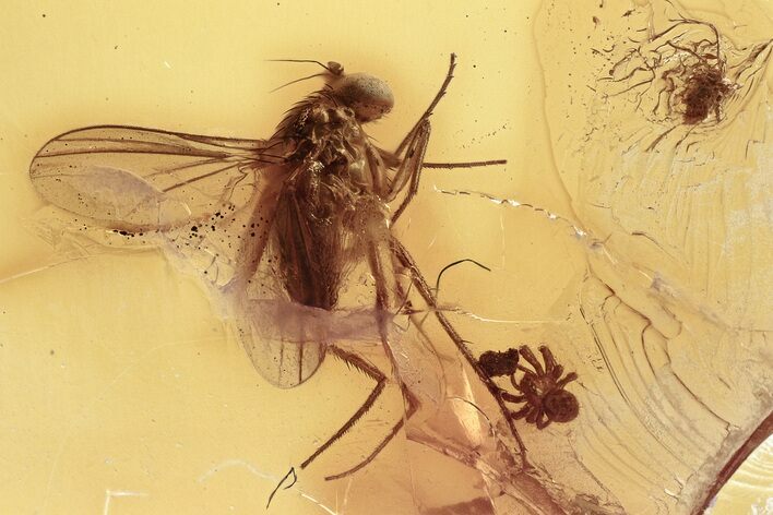 Two Small Fossil Spiders and a Long-Legged Fly in Baltic Amber #352833